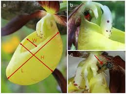Attēlu rezultāti vaicājumam “Cypripedium calceolus flower”