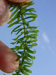 Attēlu rezultāti vaicājumam “Hydrilla verticillata”