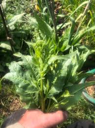 Attēlu rezultāti vaicājumam “Bunias orientalis”