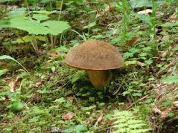 Attēlu rezultāti vaicājumam “Sutorius luridiformis”