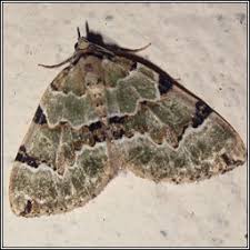 Attēlu rezultāti vaicājumam “Colostygia pectinataria”