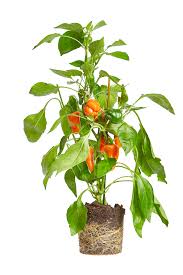 Image result for Paprika