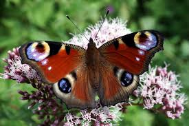 Attēlu rezultāti vaicājumam “Inachis io”