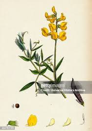 Attēlu rezultāti vaicājumam “Lathyrus pratensis leaf”