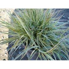 Image result for Miscanthus sinensis Zebrina