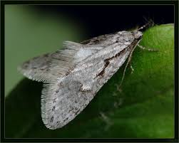 Attēlu rezultāti vaicājumam “Semioscopis avellanella”