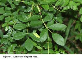 Attēlu rezultāti vaicājumam “Rosa subcanina leaf”