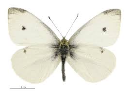 Attēlu rezultāti vaicājumam “Pieris rapae male”