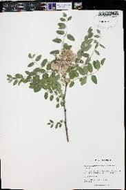 Attēlu rezultāti vaicājumam “Robinia neomexicana”