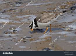 Attēlu rezultāti vaicājumam “Charadrius hiaticula adult”