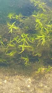 Attēlu rezultāti vaicājumam “Callitriche verna flower”