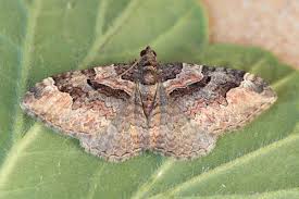 Attēlu rezultāti vaicājumam “Catarhoe rubidata”