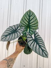 Attēlu rezultāti vaicājumam “Arcyria imperialis”