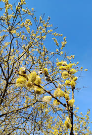 Attēlu rezultāti vaicājumam “Salix caprea”