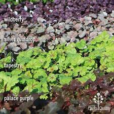 Image result for HEUCHERA americana 'Palace Purple Auslese'