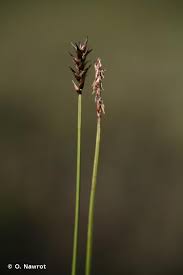 Attēlu rezultāti vaicājumam “Carex dioica”