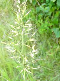 Attēlu rezultāti vaicājumam “Trisetum flavescens flower”
