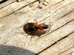 Attēlu rezultāti vaicājumam “Badister bullatus”