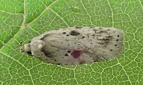 Attēlu rezultāti vaicājumam “Agonopterix aranella”