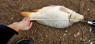 Image result for Cyprinus multitaeniatus