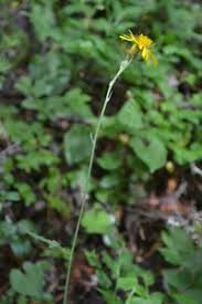 Attēlu rezultāti vaicājumam “Hieracium vulgatum”