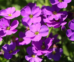 Attēlu rezultāti vaicājumam “Aubrieta deltoidea flower”