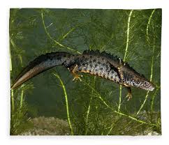 Attēlu rezultāti vaicājumam “Triturus cristatus”