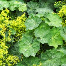 Attēlu rezultāti vaicājumam “Alchemilla vulgaris aggr. leaf”