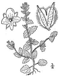 Attēlu rezultāti vaicājumam “Veronica arvensis leaf”