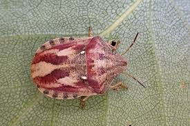 Attēlu rezultāti vaicājumam “Eurygaster testudinaria nymph”