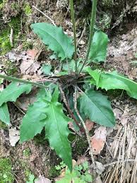 Attēlu rezultāti vaicājumam “Hieracium murorum leaf”
