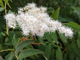 Attēlu rezultāti vaicājumam “Sorbaria sorbifolia flower”