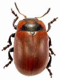 Attēlu rezultāti vaicājumam “Gonioctena viminalis”