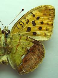 Attēlu rezultāti vaicājumam “Argynnis laodice”