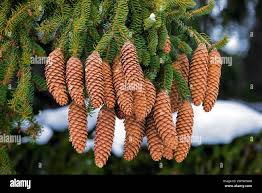 Attēlu rezultāti vaicājumam “Picea abies leaf”