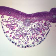 Attēlu rezultāti vaicājumam “Seligeria donniana sporophyte”