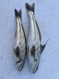 Image result for Menticirrhus saxatilis