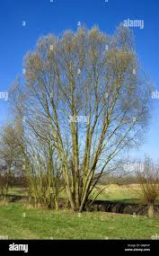 Attēlu rezultāti vaicājumam “Salix x fragilis”