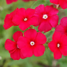 Image result for Phlox drummondii