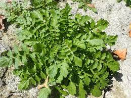 Attēlu rezultāti vaicājumam “Rorippa amphibia”