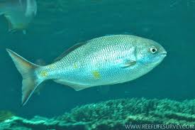 Image result for Kyphosus