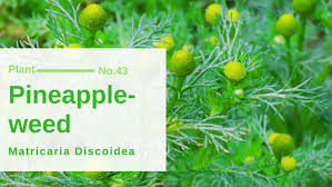 Attēlu rezultāti vaicājumam “Matricaria discoidea leaf”