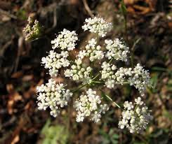 Image result for Pimpinella saxifraga