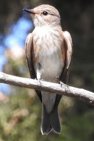 Attēlu rezultāti vaicājumam “Muscicapa striata juvenile”