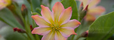 Image result for Bitterwurz