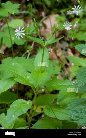 Attēlu rezultāti vaicājumam “Stellaria nemorum flower”