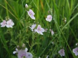 Attēlu rezultāti vaicājumam “Veronica serpyllifolia”