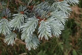 Attēlu rezultāti vaicājumam “Pseudotsuga menziesii var. glauca”