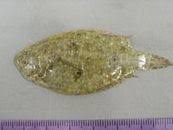 Image result for Paralichthys albigutta