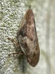 Attēlu rezultāti vaicājumam “Aphrophora alni”